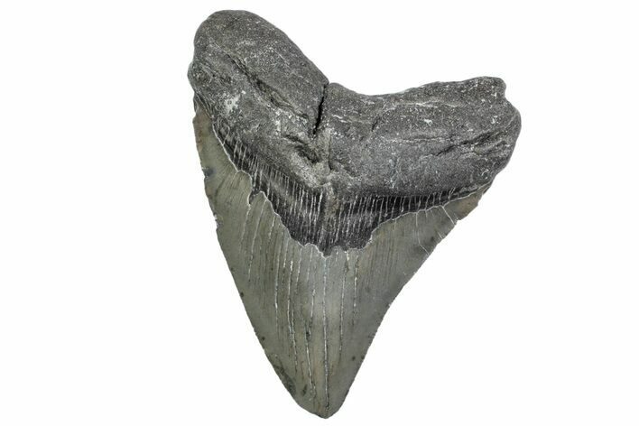 Serrated, Fossil Megalodon Tooth - North Carolina #381381